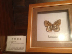 15.4-上海大自然野生昆虫馆