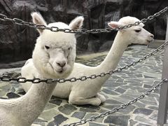 -上海大自然野生昆虫馆(东方明珠·爬宠昆虫探索中心)