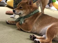 -逗柴咖啡屋·狗咖猫咖宠物桌游