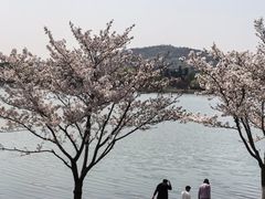 -羊山湖公园