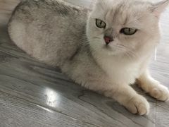 -喵屿·大理花园猫咖