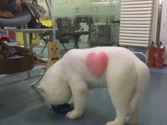 -瑞派宠物医院·24小时骨科·心脏·核磁(哈尔滨南岗店)