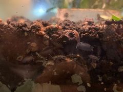 -上海昆虫博物馆