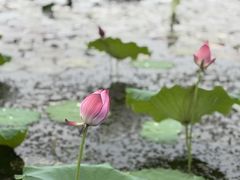 -荷花荡