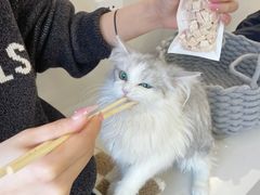 -怪兽屋·羊驼·猫咖·狗咖(俊华广场店)