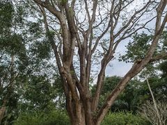 -中国科学院西双版纳热带植物园