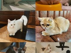 -猫小院猫主题餐厅(三里屯店)