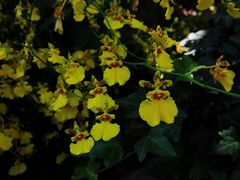 -上海辰山植物园
