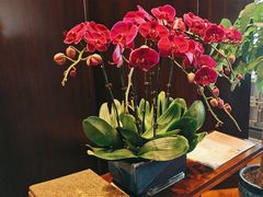 -唐阁海景中餐厅·纯手工早茶·粤菜(海口朗廷酒店)