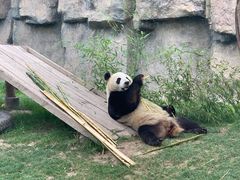 -上海野生动物园