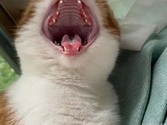 -瑞派宠物医院(搏威敦和院)