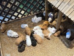 -酷嗒动物文化乐园(cutezoo西溪乐天城店)