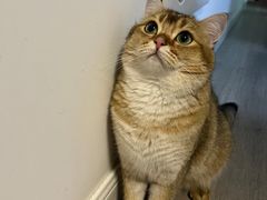 -PETKIT小佩宠物·低压洗护(国顺东路店)