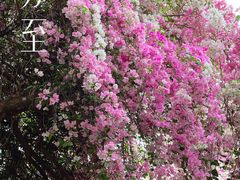 -深圳国际园林花卉博览园