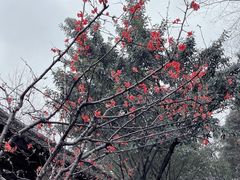 -重庆彩云湖湿地公园