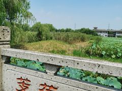 -绍兴镜湖国家城市湿地公园