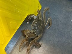 -苏格里岛自助烤肉海鲜火锅(成都金牛万达店)