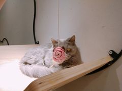 -飞行喵MR PILOT|猫舍·猫咖(静安大融城店)