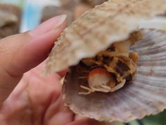 -华圆美食-老蓬莱菜(蓬港路店)
