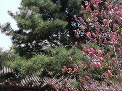 -护国法轮寺