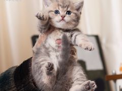 -小猫来了·猫舍(红山六九七九店)