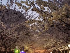 -高东镇樱花园