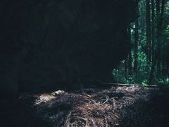 -武陵山森林公园