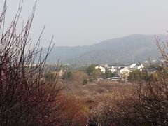 -香雪海