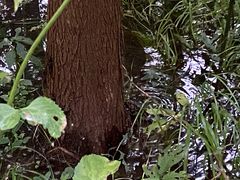 -桤木河湿地公园