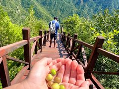 -大岭沟猕猴桃谷风景区