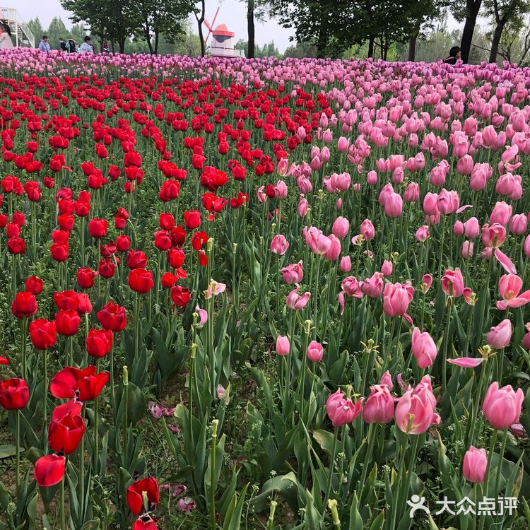 我们今天去那里野餐了，有成片的草地