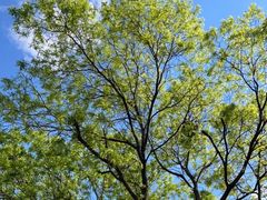 -北门涮肉·炭火铜锅涮肉(什刹海店)