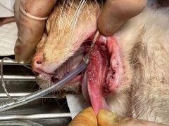 -贝康宠物医院·犬猫全科·小动物特色诊疗中心(东环路店)