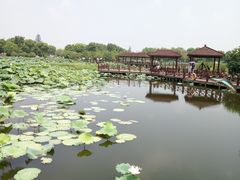 -荷塘月色湿地公园·向阳花洲