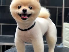 -小尾巴宠物店(万科·金域华庭店)