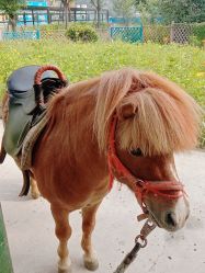 -萌宠亲子动物乐园(槐房万达店)