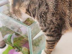 -平行世界·猫咖(首经贸店)