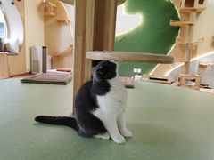 -猫和宫(六道口店)