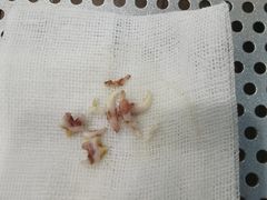 -守诺宠物医院·眼科· 特色牙科·异宠专科(虹口店)