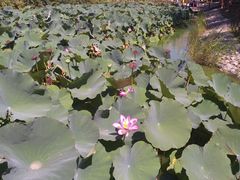 -燕郊植物园