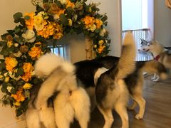 -Husky Go! 哈士奇体验馆·宠物咖啡厅狗咖