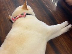 -豆柴町-柴犬主题狗咖(红鼎国际C座店)