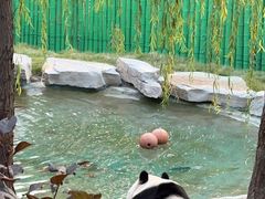 -西霞口神雕山野生动物世界