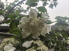 -秋霞圃