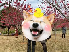 -桂林园博园