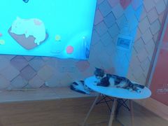 -猫冇咖·家门口的撸猫馆(大融城店)