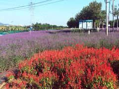 -羊亭河湿地公园