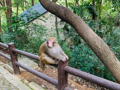 -苏州上方山国家森林公园