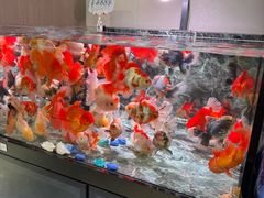 -青石桥花鸟鱼虫市场(叠翠城店)