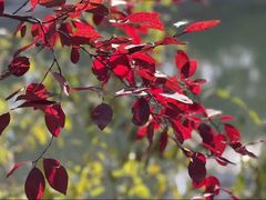 -柳荫公园